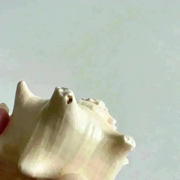 Decorative Sea Shell Home Decor Coastal Design - Picture 8 of 14